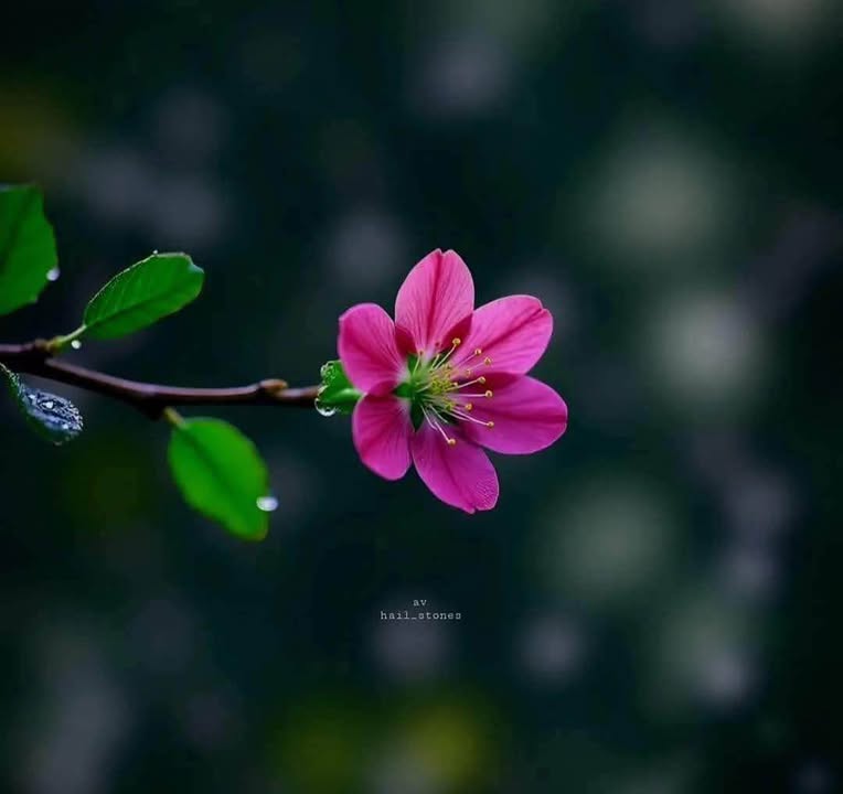 Đất nền xã Phú Hội, Đức Trọng 1000m² giá 750 triệu - Đường thông, đất đẹp!