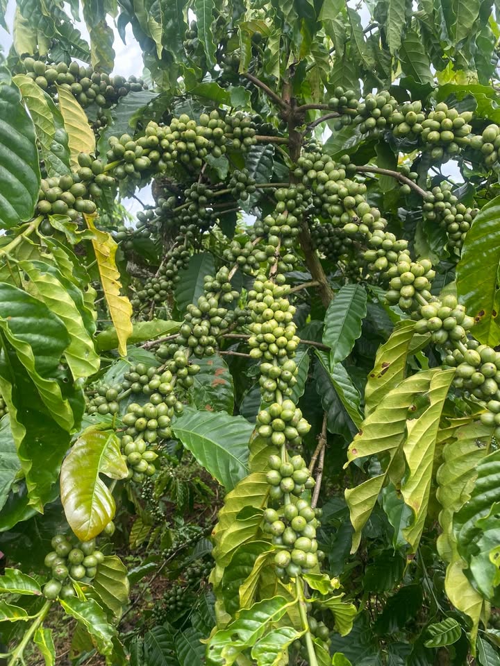 Đất Farm Tân Văn 1.2ha giá 5.3 tỷ - Sổ đỏ chính chủ, vị trí đẹp!