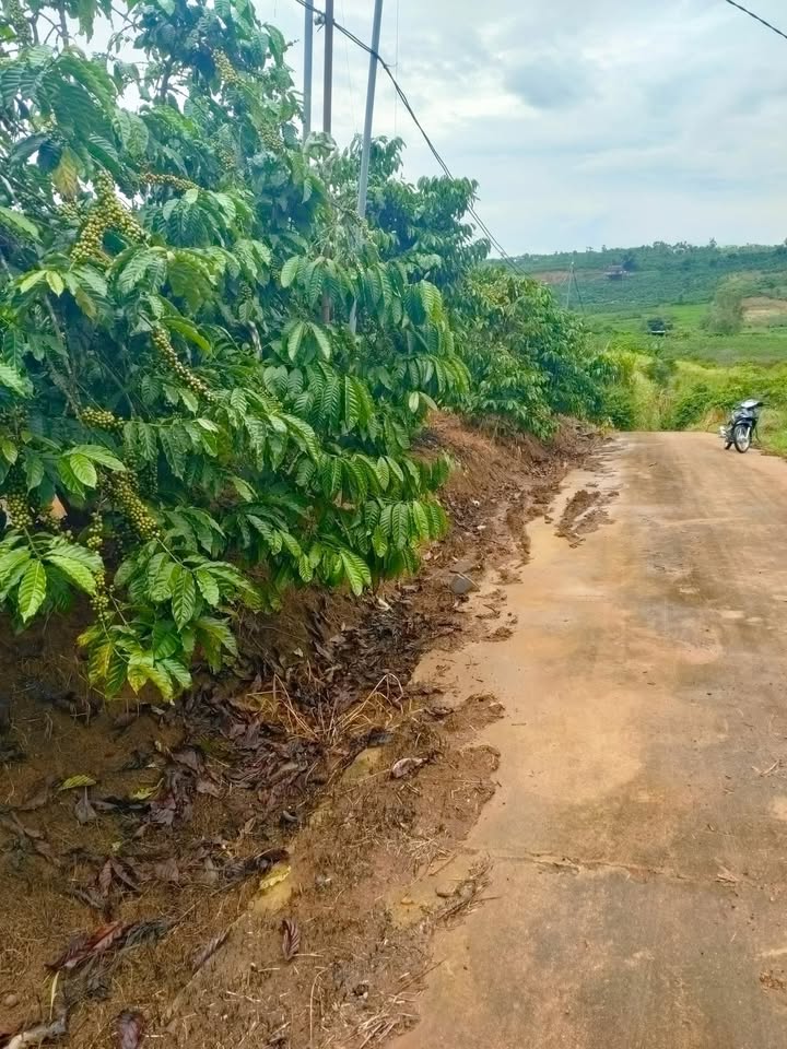 Farm 1.2ha Tân Hà Lâm Hà giá 4.8 tỷ - Đầu tư sinh lời từ cà phê