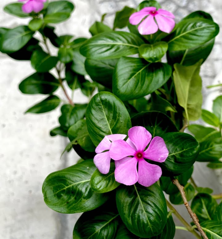 Đất nền đường Bùi Trang Chước, Hòa Xuân 100m² giá 6.7 tỷ - Hướng Đông Bắc, sổ đỏ chính chủ!