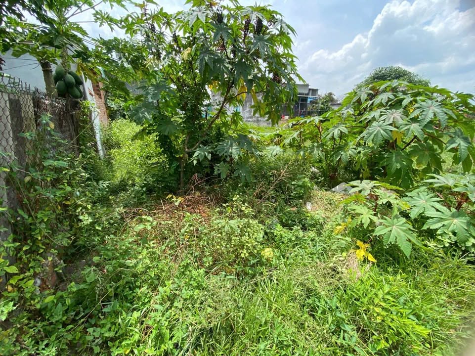 Đất thổ cư La Gi 109,1m² giá chỉ 800 triệu - Đầu tư sinh lời ngay!