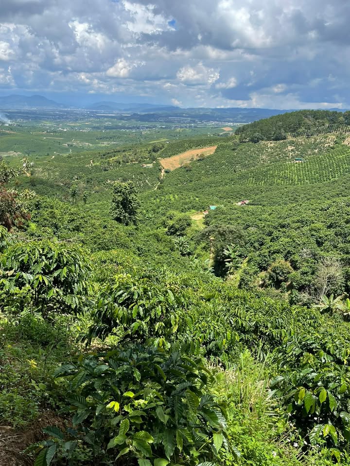 Đất Farm 1ha Hiệp Thuận, Đức Trọng - Giá chỉ 1.35 tỷ với nhiều tiềm năng!