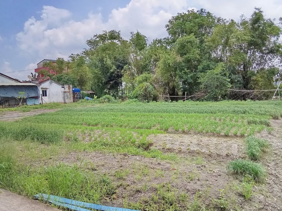 Đất vườn Lộc Trung, Cần Giuộc 731m² giá 1.5 tỷ - Nền cao thoáng mát!