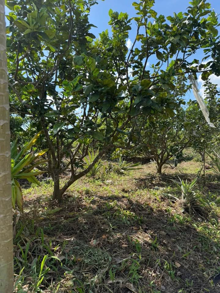 Vườn cây ăn trái Phú An Bến Cát 1425m² giá 2.95 tỷ - Đầu tư sinh lời ngay!