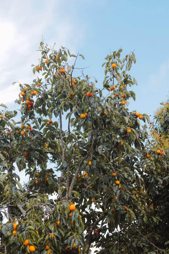 Đất vườn hồng 200m² tại Xuân Trường, Đà Lạt - Giá 265 triệu, cơ hội đầu tư tuyệt vời!