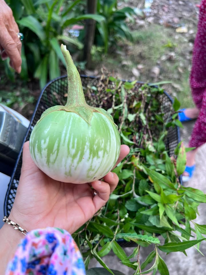 Đất nền thôn Phú Đa, Quế Sơn 160m² giá thỏa thuận - Đường 3.5m rộng rãi!