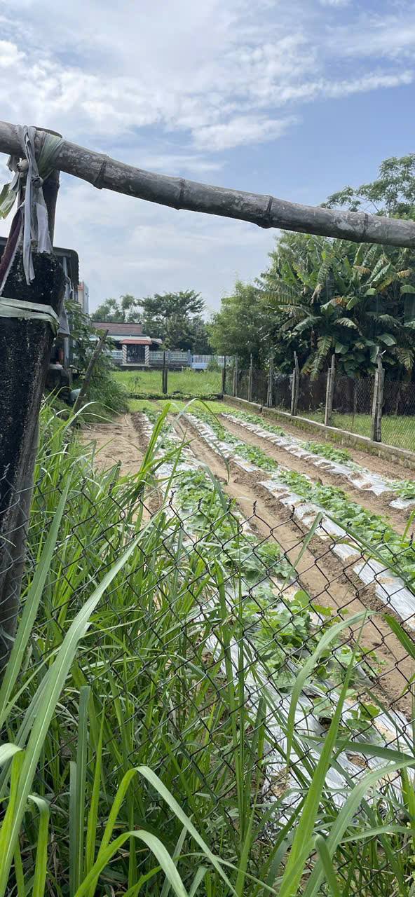 Đất vườn Duy Phước Quảng Nam 210m² chỉ 600 triệu - Sổ hồng đầy đủ, gần Hội An!