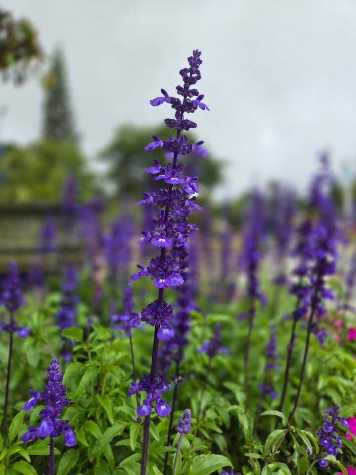 Nhà mới xây ở đường Tô Hiệu, Đà Lạt 70m² chỉ 2.4 tỷ - Sẵn sàng vào ở!