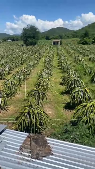 Farm thôn Phú Lập, xã Hàm Phú, 15,000m² giá 1.5 tỷ - Cơ hội đầu tư tuyệt vời!