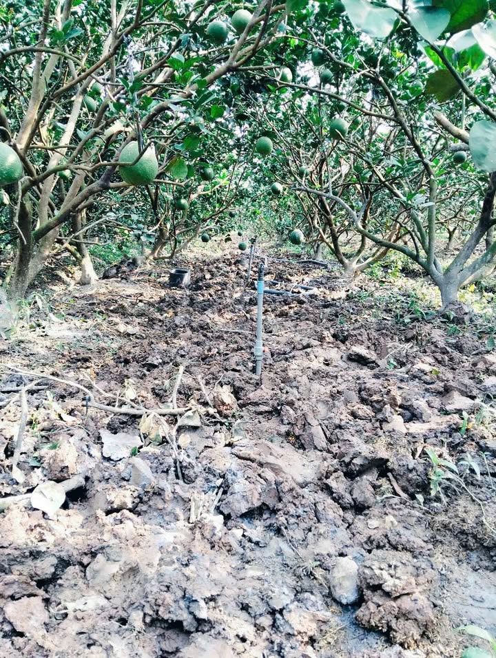 Đất nền 1650m² khu phố Mỹ Phú, phường Mỹ Phong - Giá 1.3 tỷ, chính chủ!