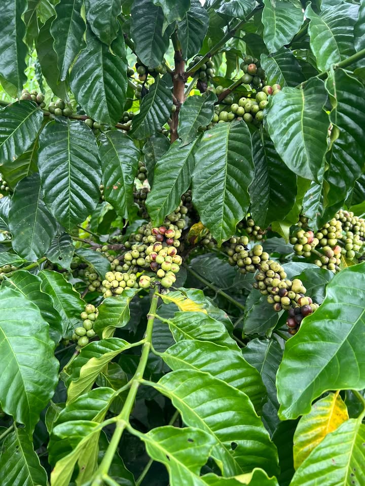 Đất nông nghiệp 1ha tại Đam Rông, Lâm Đồng - Giá 1,25 tỷ, sổ đỏ chính chủ!