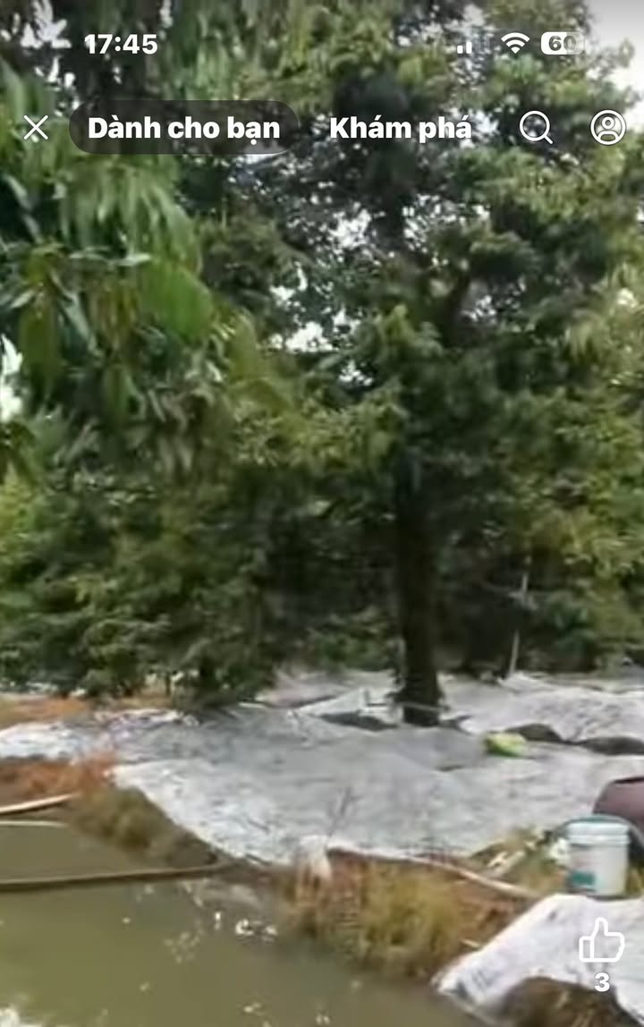 Cho thuê vườn sầu riêng 4000m² gần cầu Phú An 2 - Giá chỉ 950 triệu/10 năm!