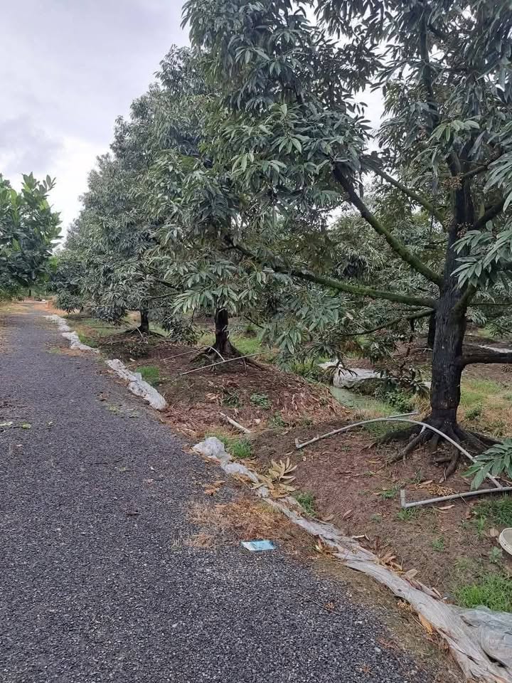 Farm sầu riêng 13 công tại Long Khánh, Cai Lậy - Giá 10.3 tỷ, cơ hội đầu tư tuyệt vời!