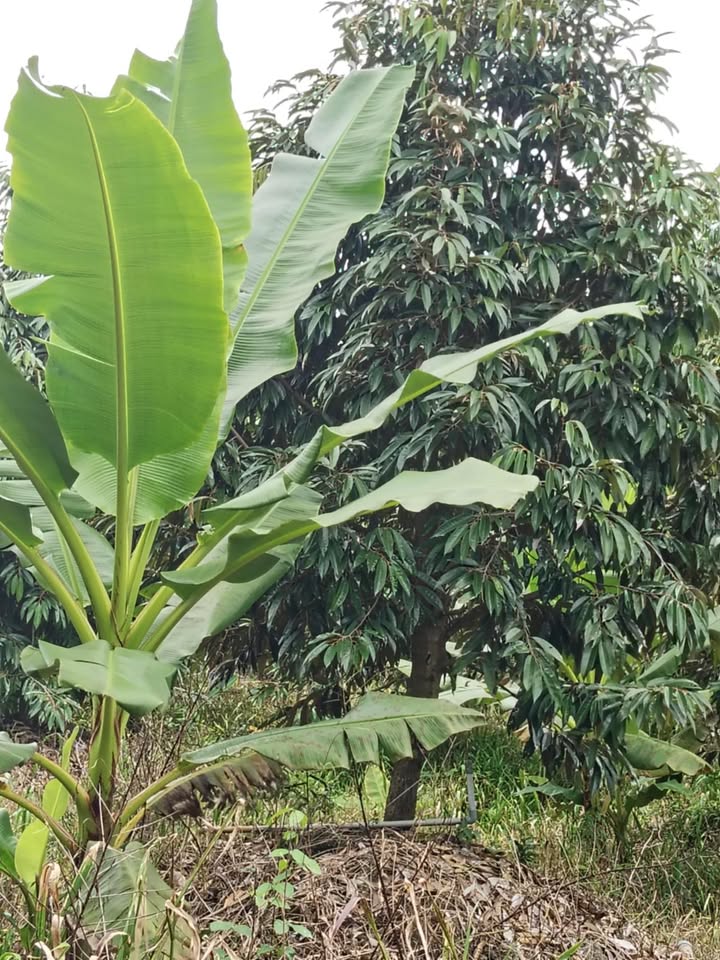 Đất nền Hậu Mỹ Trinh, Cái Bè 50.000m² giá chỉ 4.5 tỷ - Cơ hội đầu tư tuyệt vời!