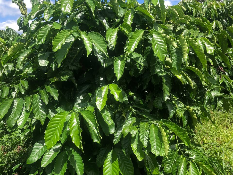 Đất rẫy 6000m² tại xã HRa, Gia Lai chỉ 850 triệu - Đầu tư sinh lời ngay!