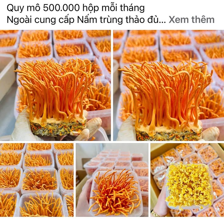 Farm Đông Trùng Hạ Thảo tại Bảo Lộc 4134m² - Cơ hội đầu tư sinh lời!