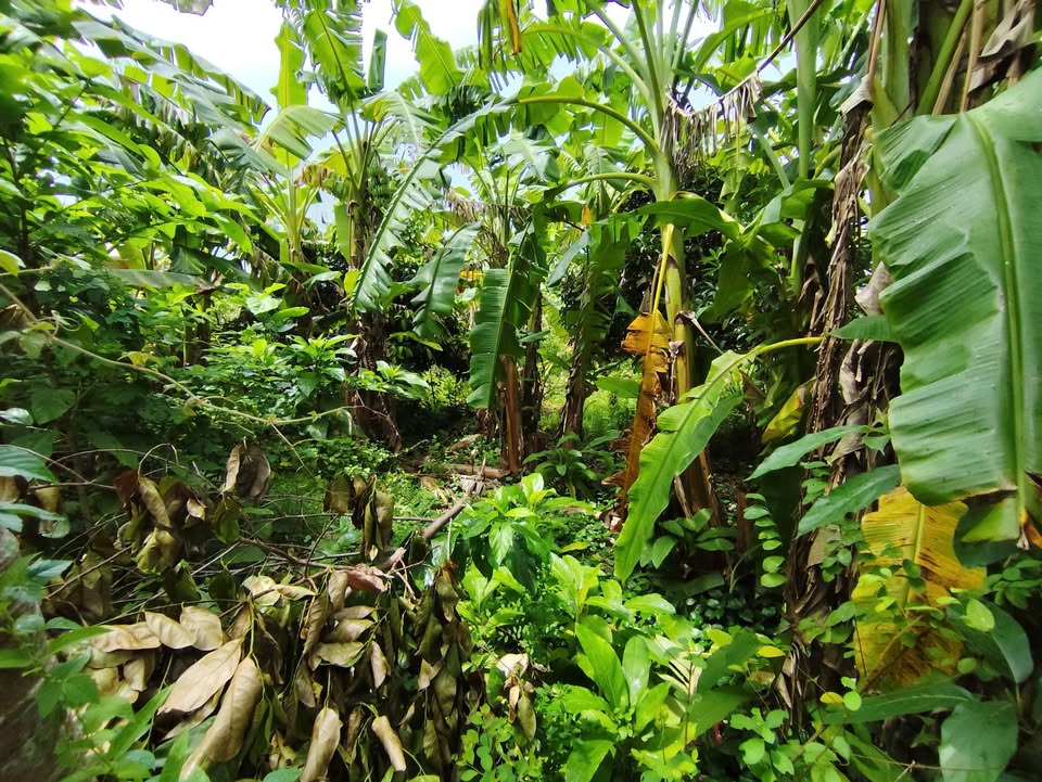 Đất nền Phú Mỹ, Cái Răng 219m² giá 750 triệu - Cách ĐH Tây Đô chỉ 2.5km!