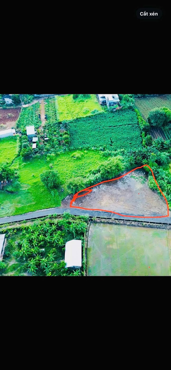 Đất nền thị trấn Đất Đỏ 1300m² giá 2.5 tỷ - Cơ hội đầu tư tuyệt vời!