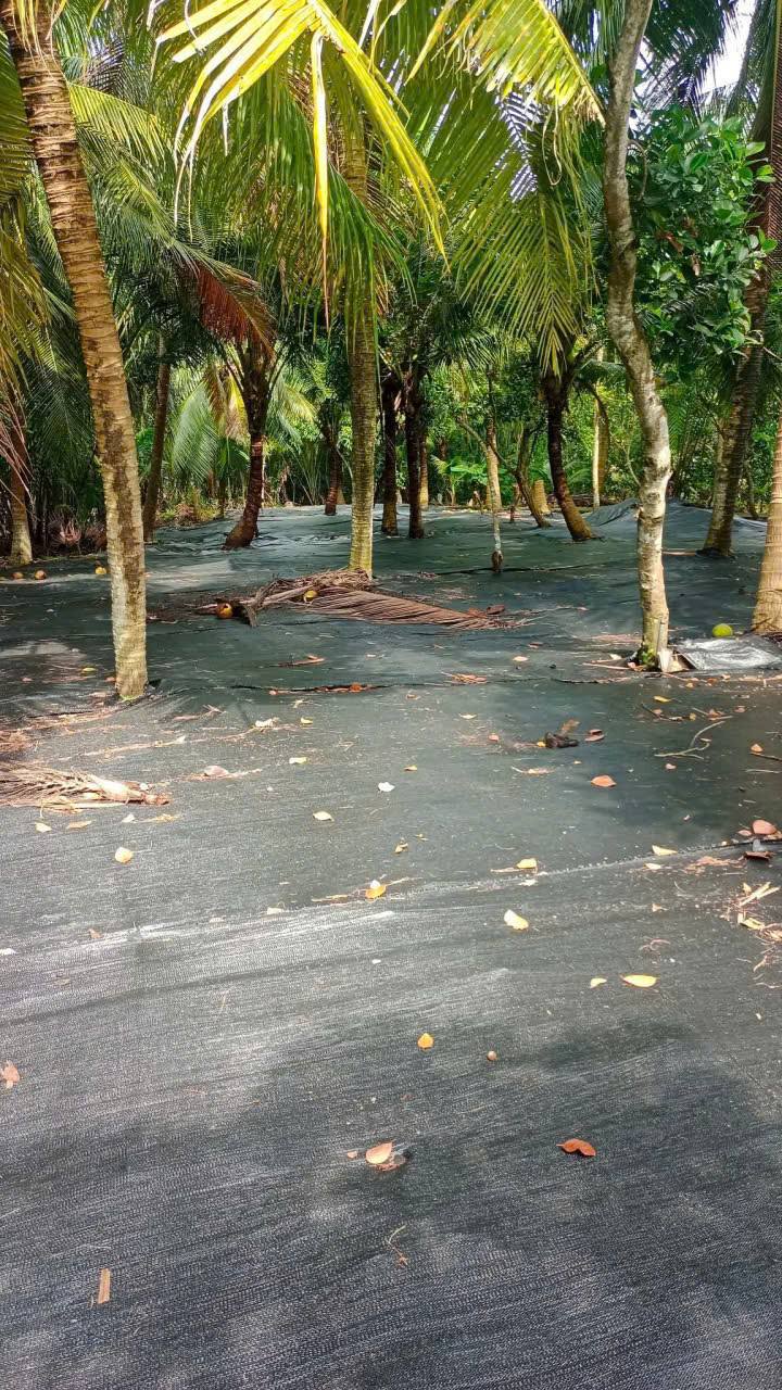 Đất Farm Vĩnh Thành Chợ Lách 2169m² giá 620 triệu - Mặt tiền rộng thoáng