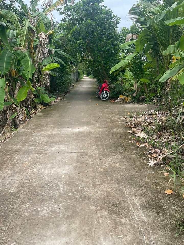 Đất lúa 11 công mặt tiền đường Đan, Cai Lậy, Tiền Giang - Giá chỉ 4.446 tỷ!