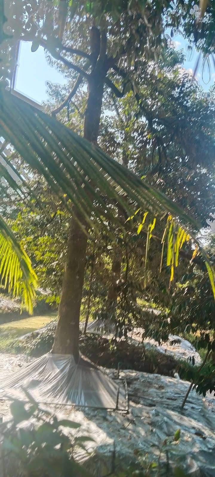 Farm 1000m² tại Xã Thanh Hòa, Cai Lậy, giá 1.2 tỷ - Cơ hội đầu tư hấp dẫn!