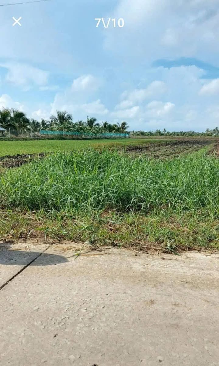 Đất vườn Lý Văn Lâm, Cà Mau 1564m² - Giá chỉ 1.3 tỷ, cơ hội đầu tư tuyệt vời!