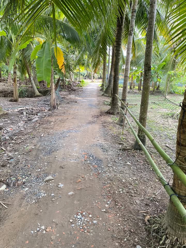 Đất vườn dừa An Phú Tân 800m² giá chỉ 270 triệu - Cơ hội đầu tư hấp dẫn!
