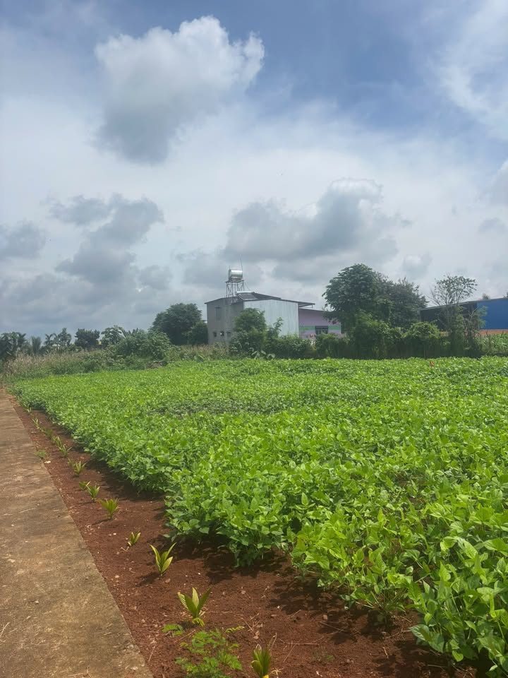 Đất nền TDP5 Quảng Phú 880m² giá 880 triệu - Pháp lý rõ ràng, chính chủ!