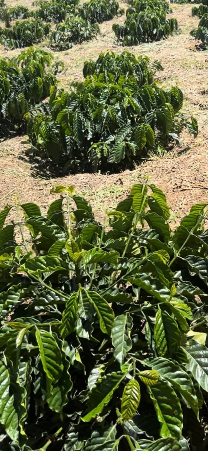 Đất Farm 6 sào tại xã Phúc Thọ, Lâm Hà - Giá chỉ 1.5 tỷ, thương lượng ngay!