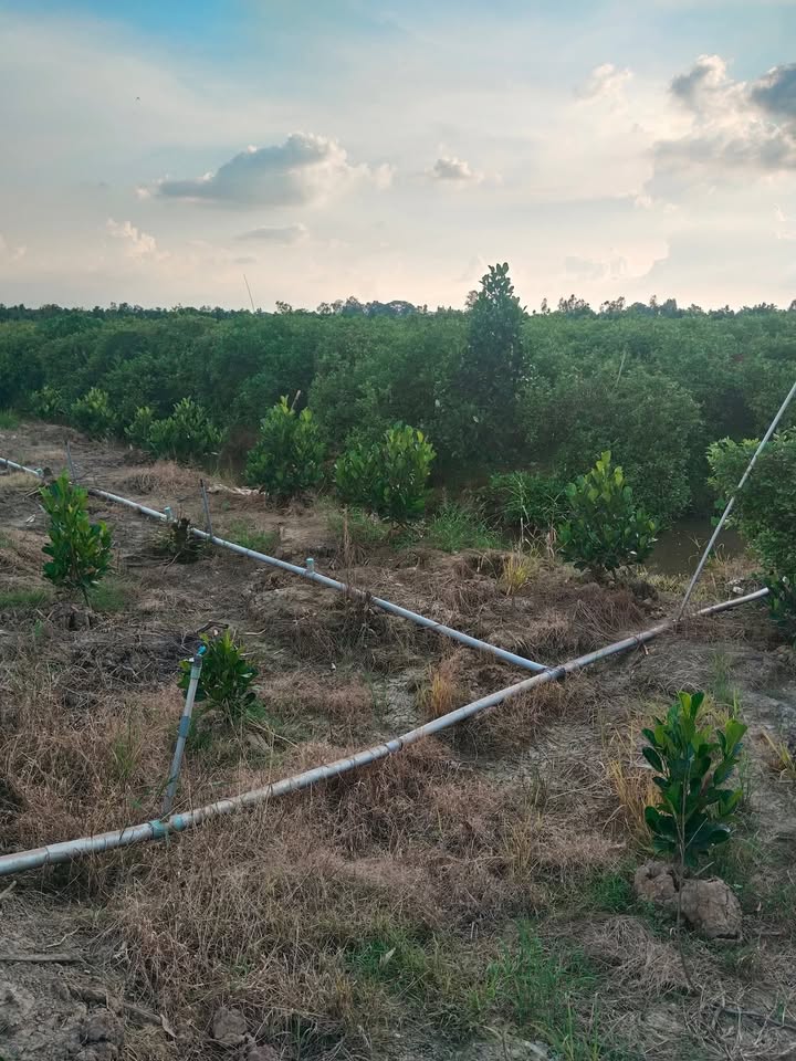 Farm Hậu Mỹ Bắc Cái Bè 8 Công Chanh Xen Mít Giá Chỉ 320 Triệu - Đất Vuông Vắn, Gần Lộ