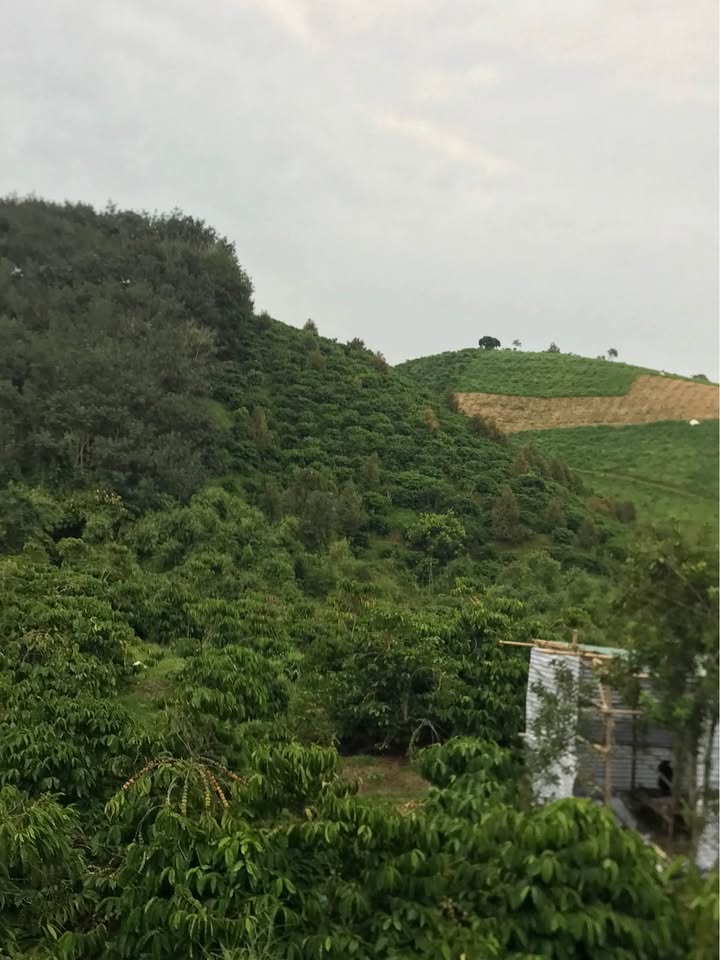 Bán đất thôn 9, xã Quảng Khê, Đắk Nông 10.000m² - Đất trồng cà phê, giá tốt thương lượng!