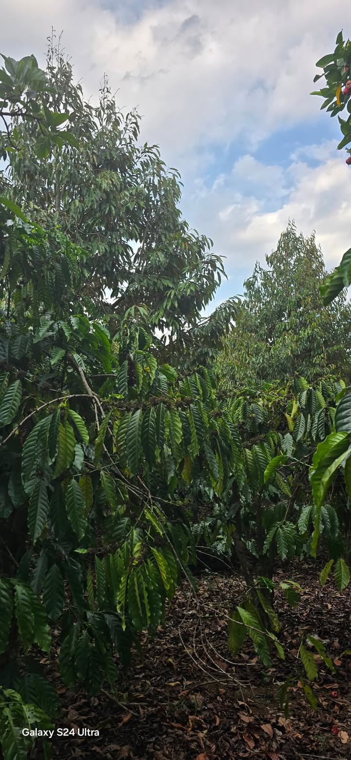 Đất Farm 5.000m² tại Phúc Thọ, Lâm Hà - Giá 2.2 tỷ, Thương lượng ngay!