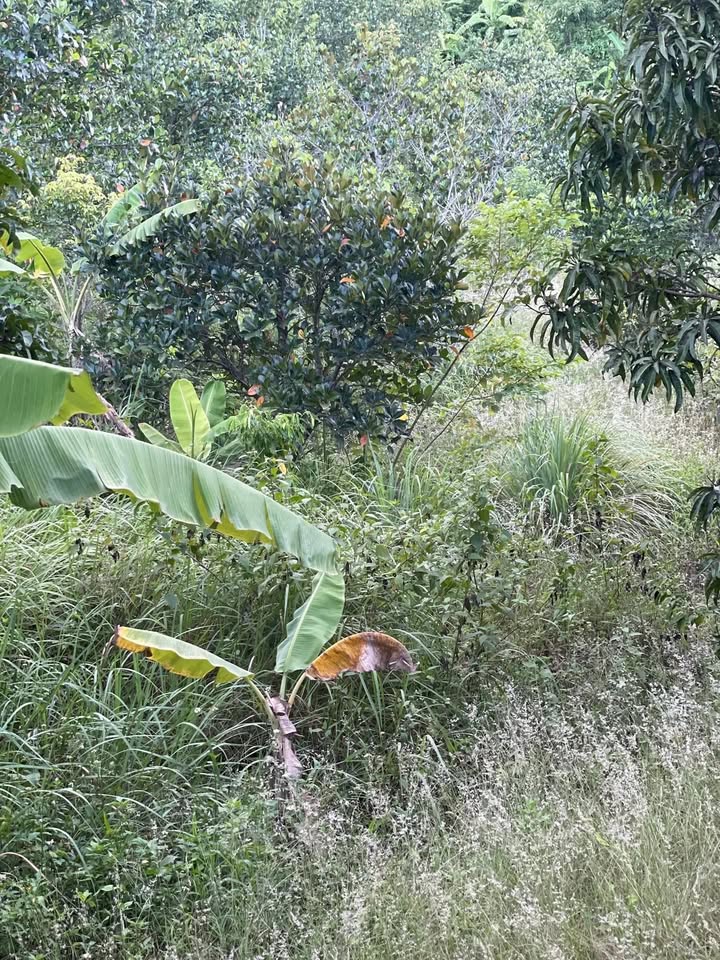 Đất Farm 1.4ha Ninh Hưng - Giá 980 triệu, Pháp lý rõ ràng!