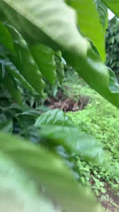 Đất nông nghiệp 10,000m² tại Thuận An, Đắk Mil - Giá chỉ 1.5 tỷ VND!