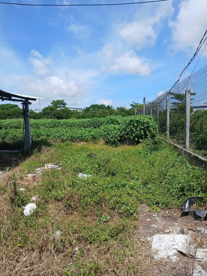 Đất nền Gò Dầu - 703m² giá chỉ 60 triệu/m ngang - Đầu tư sinh lời ngay!