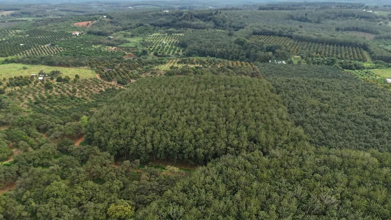 Bán đất 7,2ha cao su và sầu riêng tại Đồng Tâm - Giá chỉ 2 tỷ/ha!