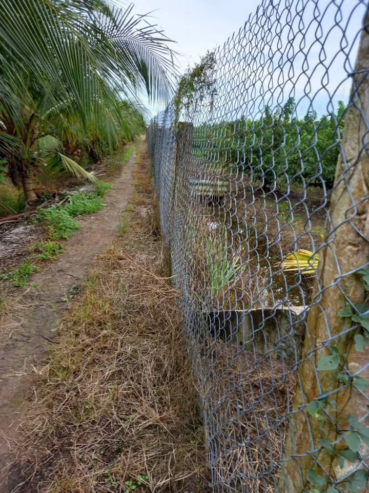 Đất Farm 6970m² tại Tân Thành, Thủ Thừa - Giá chỉ 954 triệu VND, Đầu tư sinh lời ngay!