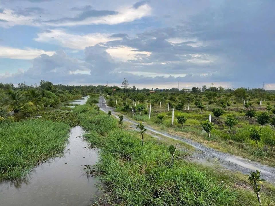 Đất vườn 1000m² xã Bình Hòa Bắc, Đức Huệ, Long An - Giá 470 triệu, xe hơi đậu ngay đất!