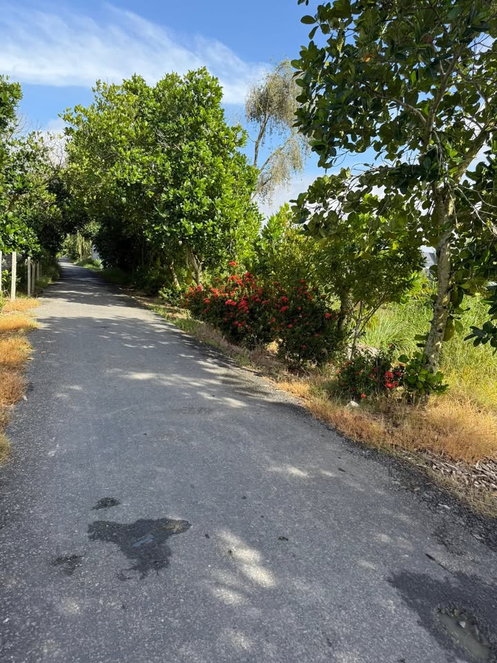 Đất trồng sầu riêng 45.000m² tại Tháp Mười - Giá chỉ 400 triệu - Cần bán gấp!