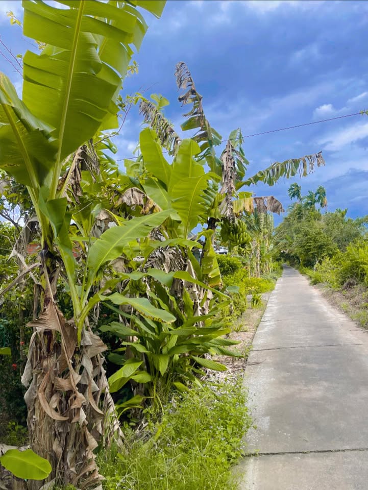 Bán đất vườn trồng vú sữa tím tại Nhơn Mỹ, Kế Sách, Cần Thơ - Giá chỉ 280 triệu/công