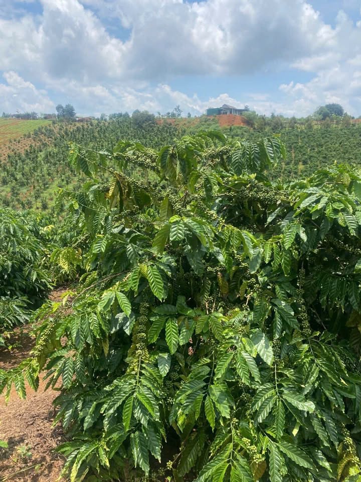 Lô rẫy 4ha tại Nhân Cơ Đắk Nông giá 11 tỷ - Cơ hội đầu tư sinh lời!