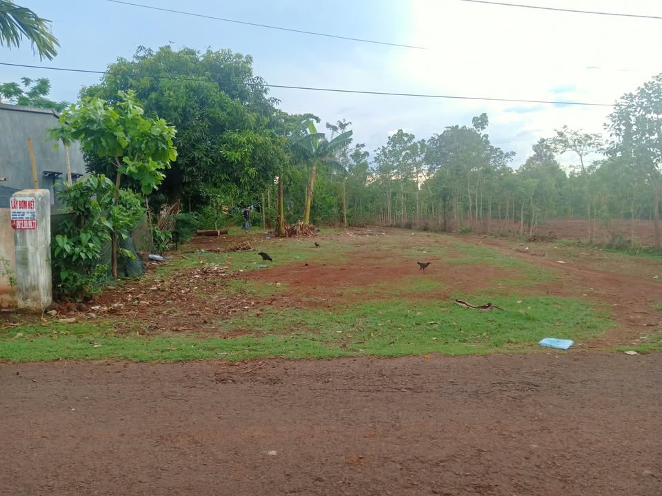 Đất Cư Suê Buôn Ma Thuột 250m² giá 850 triệu - Góc 2 mặt tiền đường nhựa thuận lợi!