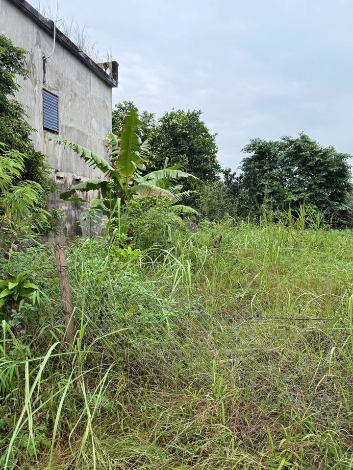 Đất thổ cư thôn Đoàn Kết, xã Hợp Thành, 324m² - Kinh doanh tốt ngay ngã tư!