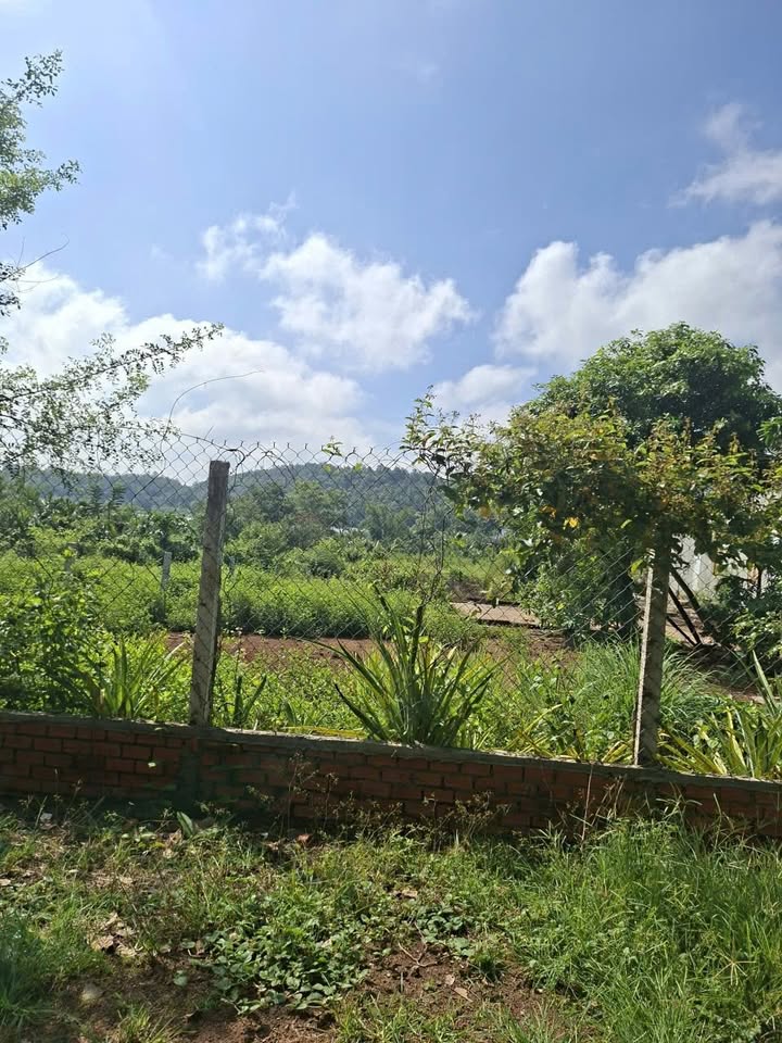 Đất nền Tâm Thắng, Đắk Nông 270m² giá chỉ 420 triệu - Bớt lộc nhẹ cho khách thiện chí!