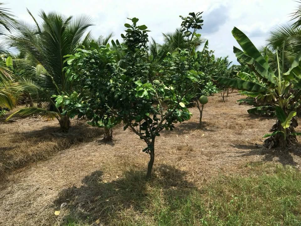 Đất vườn Phú An Bến Cát 6000m² - Giá thỏa thuận, cần bán gấp!