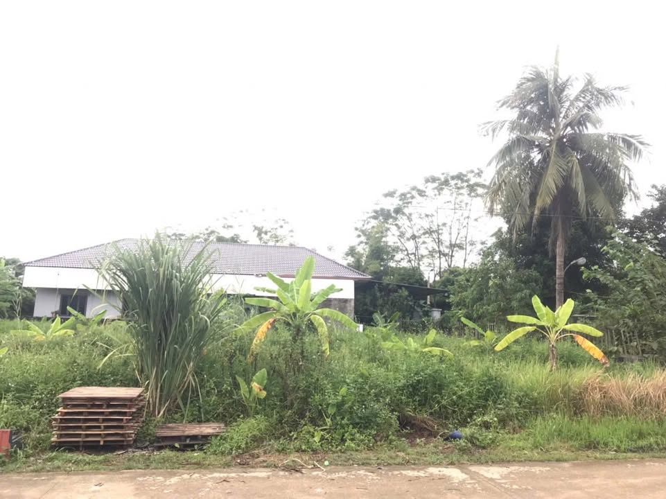 Đất Phú Xá 595m² giá thỏa thuận - Đầu tư sinh lời ngay!