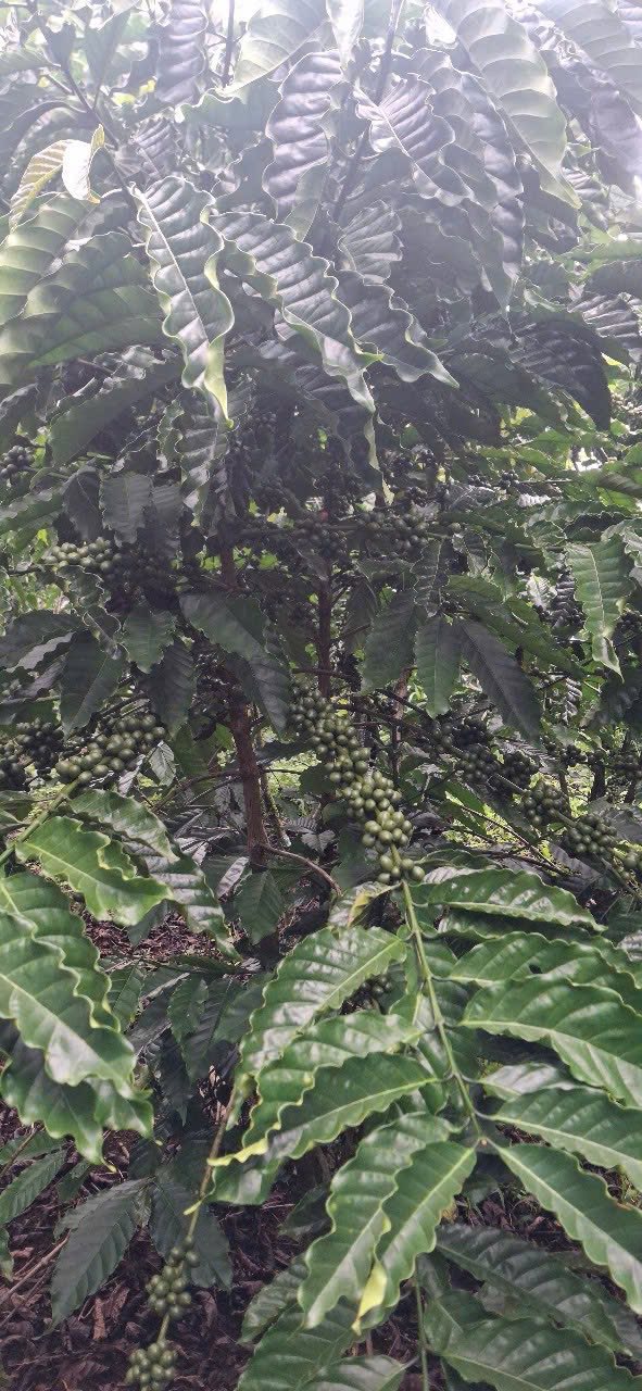 Đất nền 14.000m² tại Đắk Som, Đắk Glong - Sổ đỏ chính chủ, giá thỏa thuận