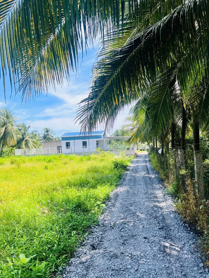 Đất nền 183.9m² tại Ấp Tân Thạnh, Gò Công Tây - Giá 290 triệu, cơ hội đầu tư tuyệt vời!