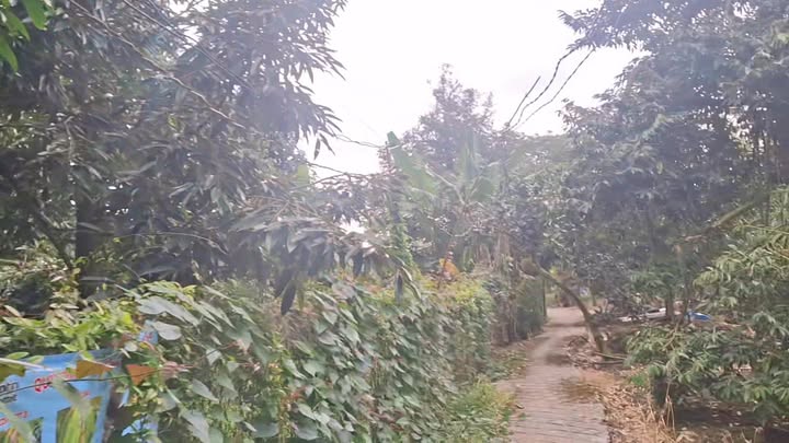 Đất vườn sầu riêng 2475m² tại Cai Lậy - Giá 1.98 tỷ, cơ hội đầu tư hấp dẫn!