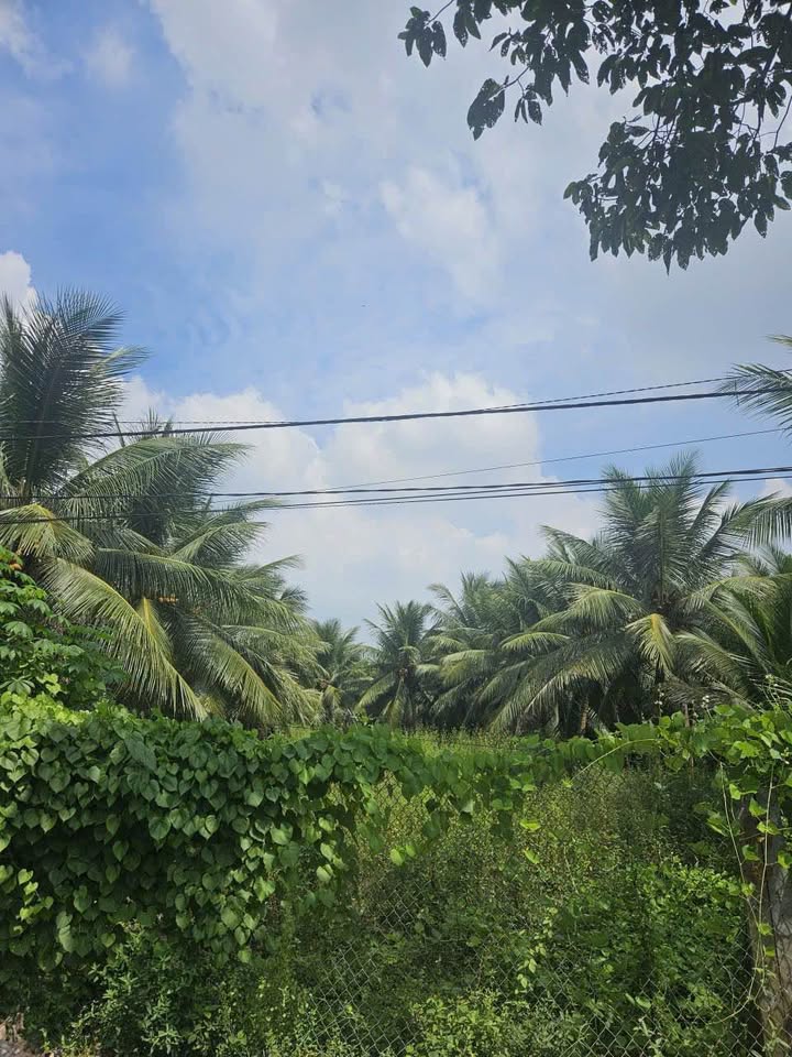 Đất mặt tiền Trần Thị Thơm, Tân Mỹ Chánh, 195m² giá 1.55 tỷ - Đầu tư sinh lời cao!